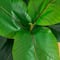 44" Artificial Rubber Tree in Decorative Planter